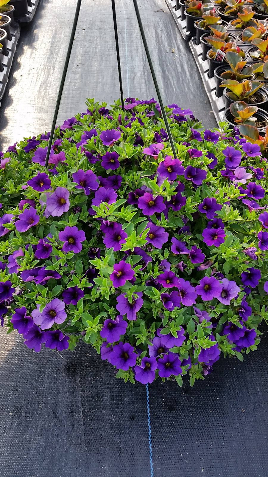 Sunnyside Greenhouse
