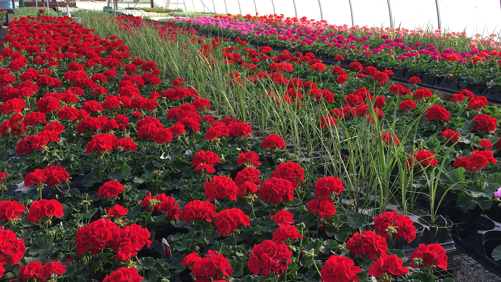 Sunnyside Greenhouses
