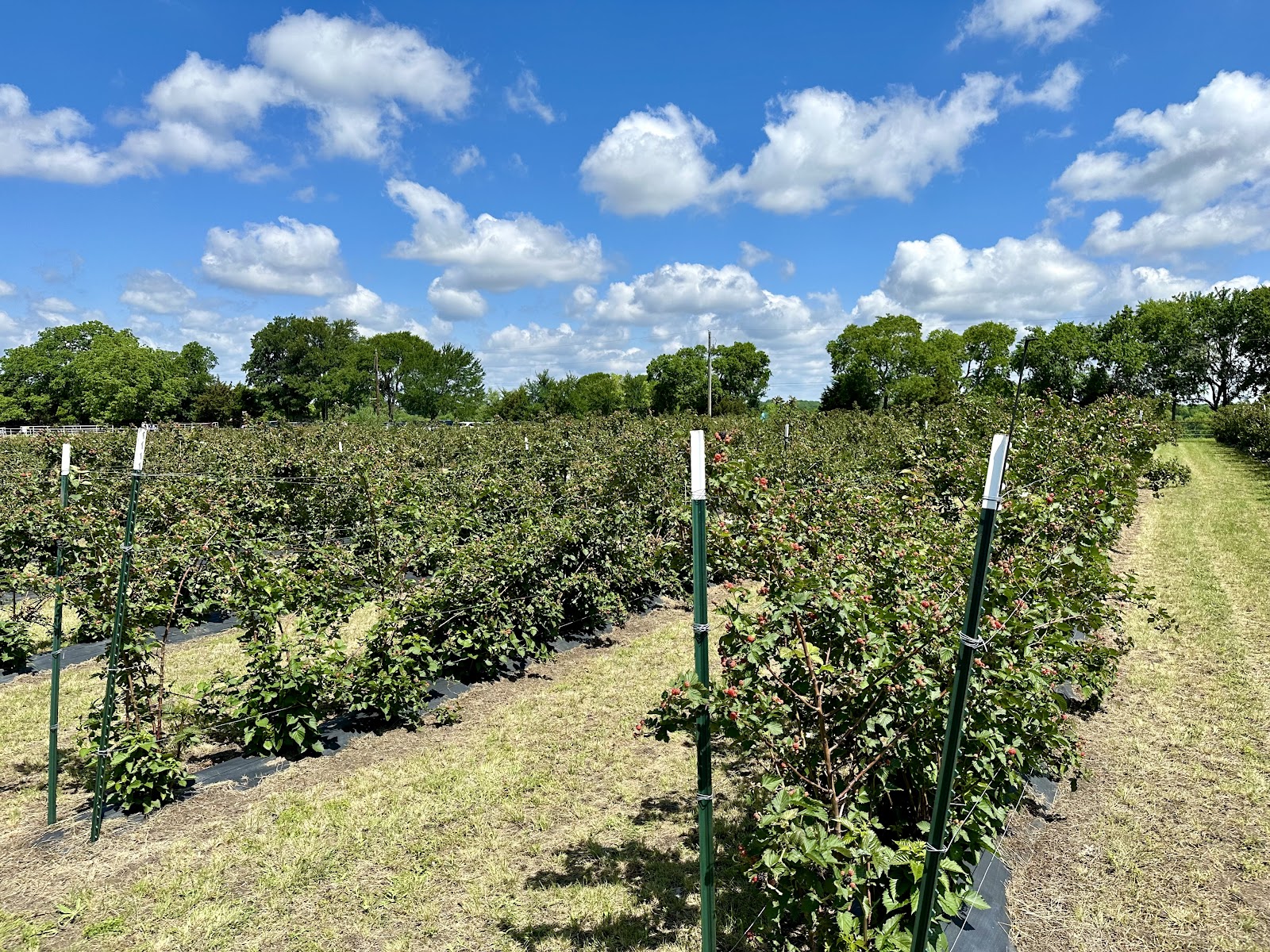 Sunset Trail Farm of McKinney