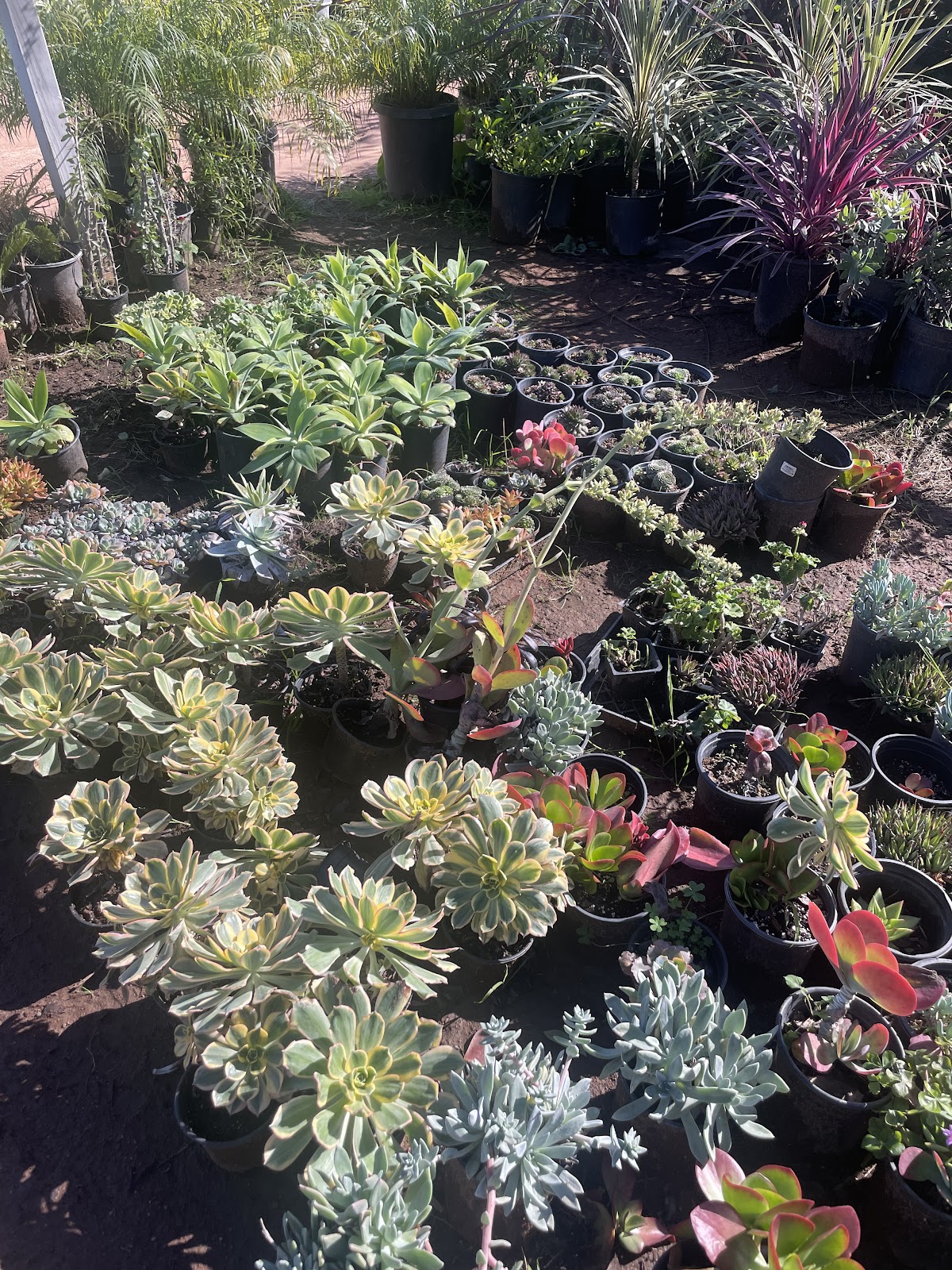 Sunsol Nursery
