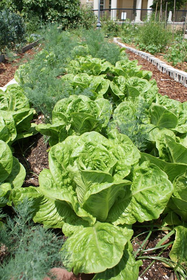 Sustainable Carolina Garden