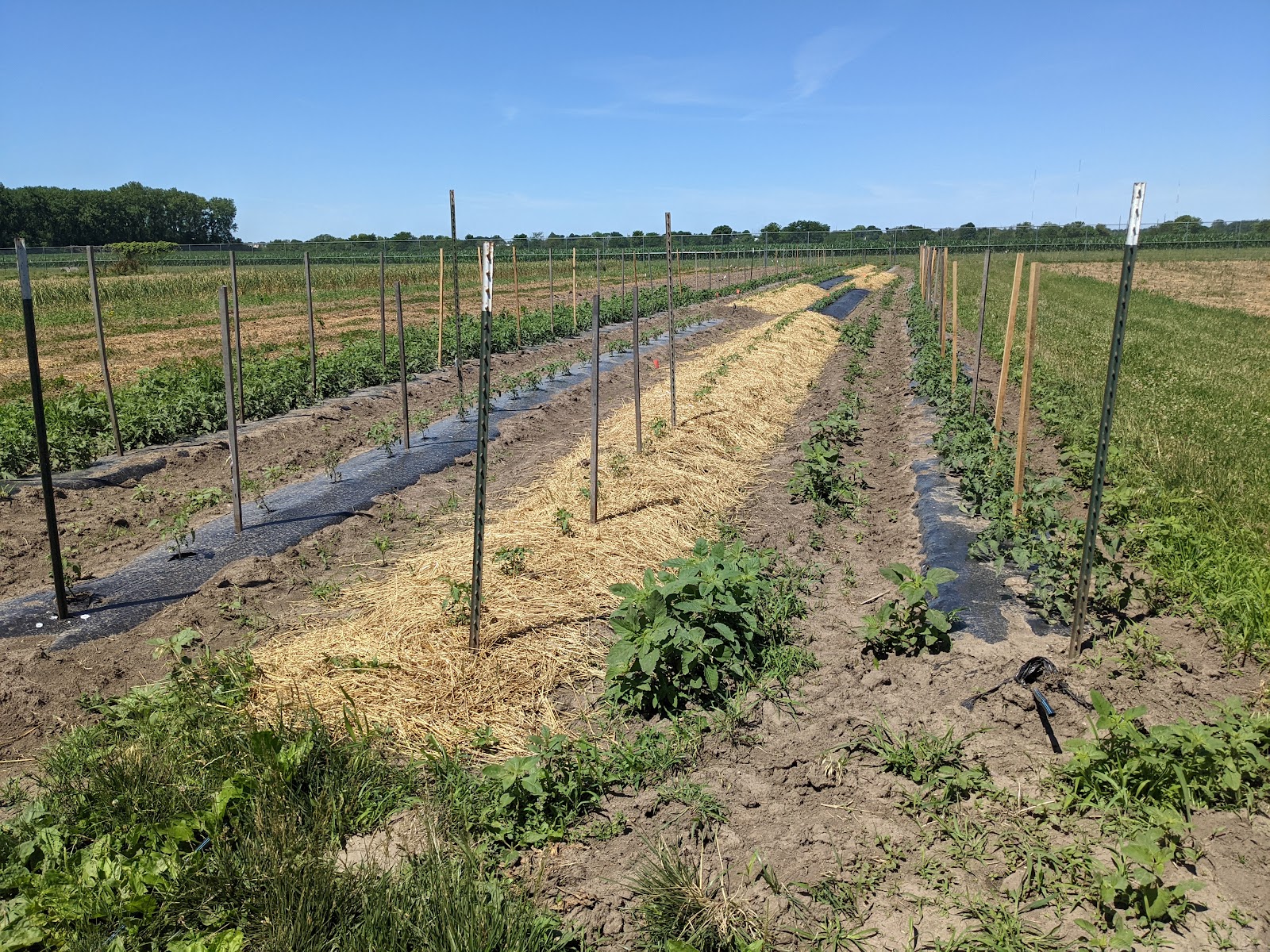 Sustainable Student Farm