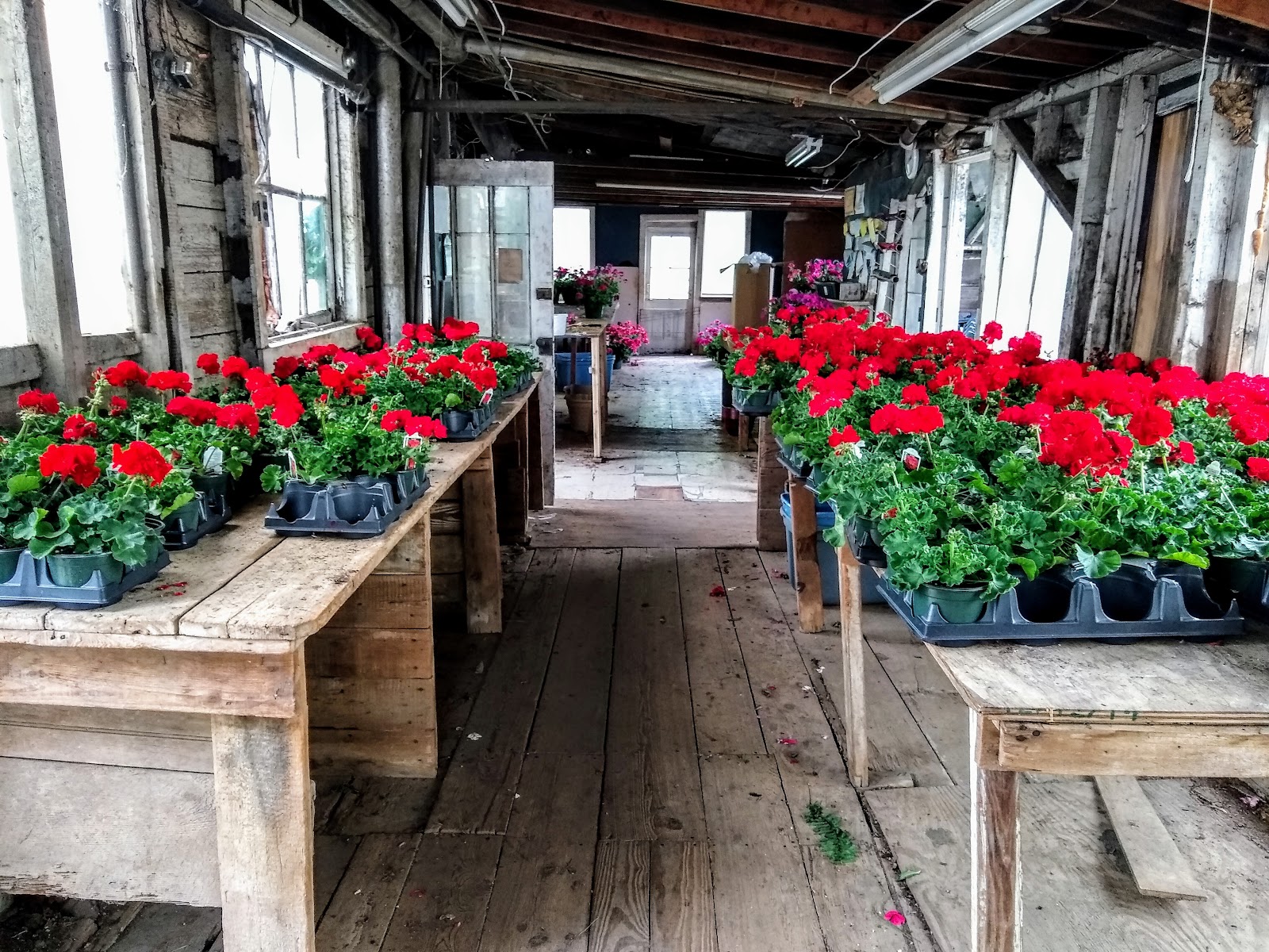Taddeo's Greenhouses