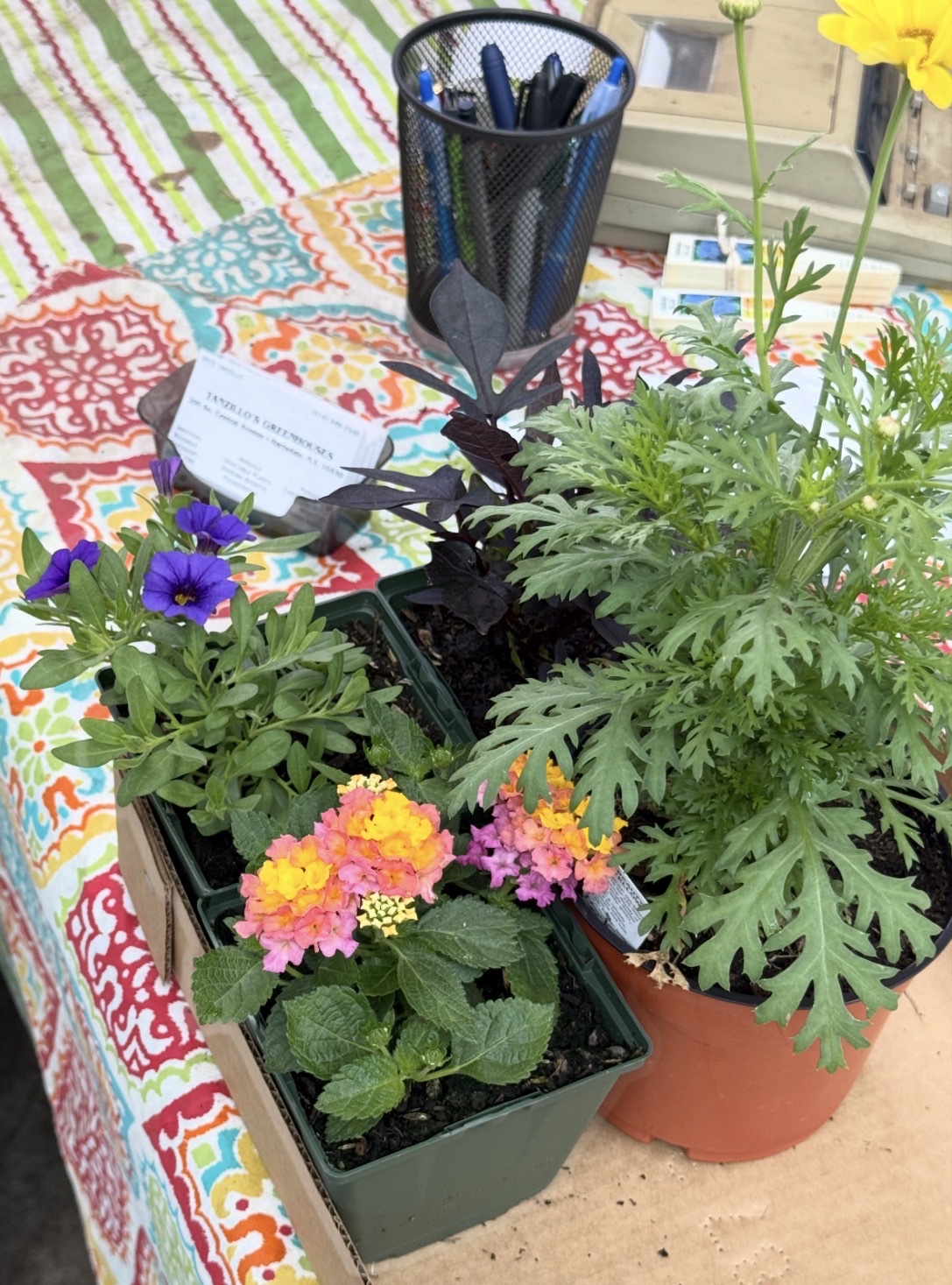 Tanzillo's Greenhouses