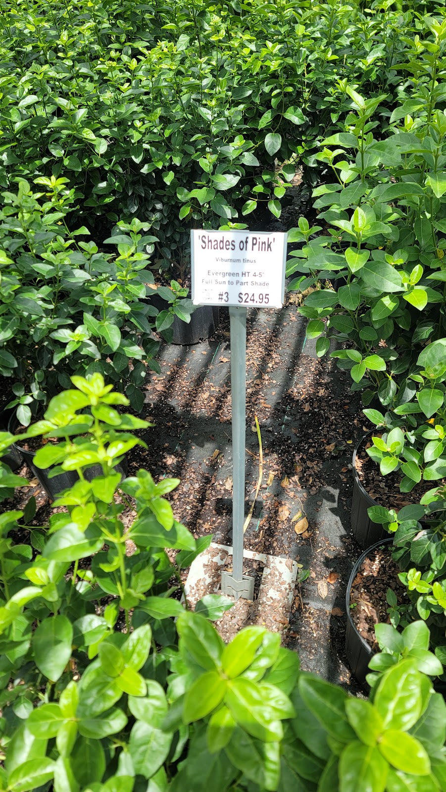 Taylor's Nursery Inc