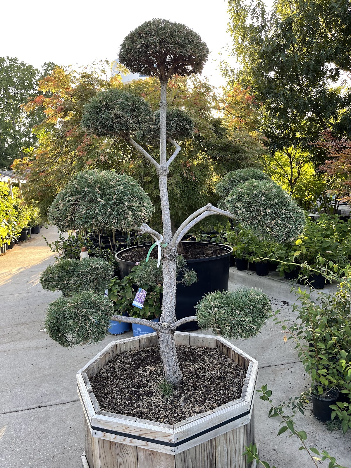 Tea Garden Nursery