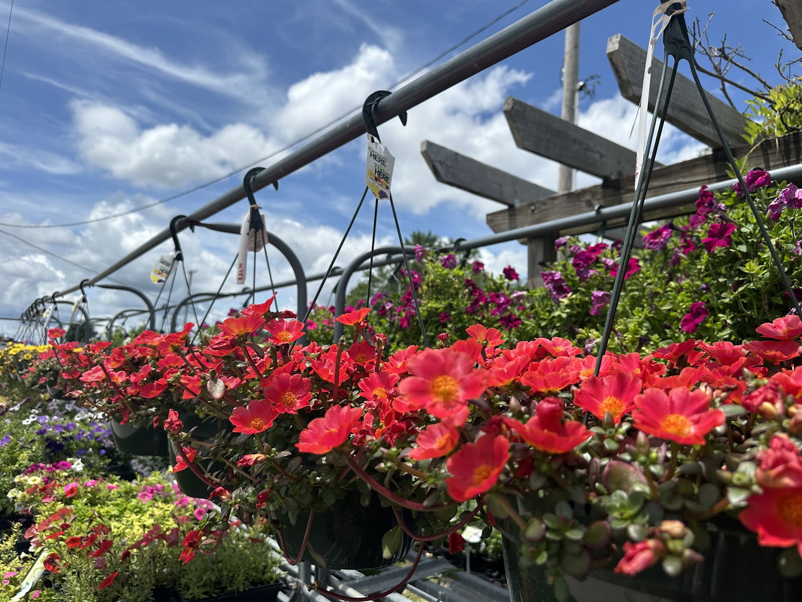 Teal Greenhouses