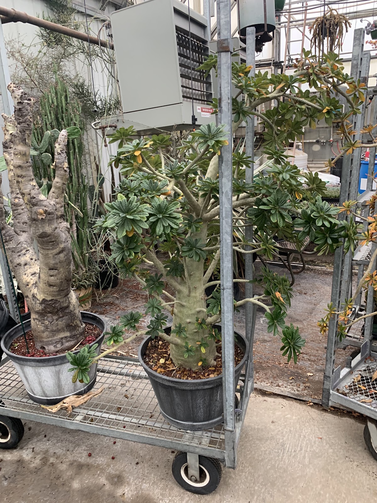 Ted's Greenhouse