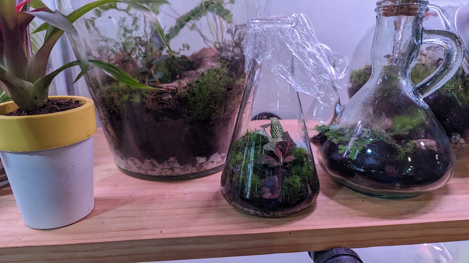 Terrarium