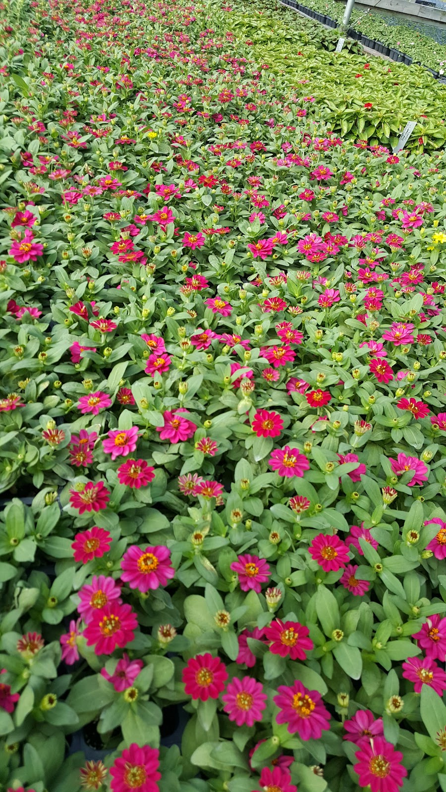 Texas Color Plants Inc
