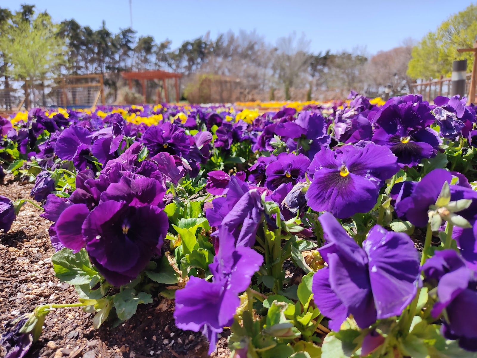 Texas Tech Greenhouse