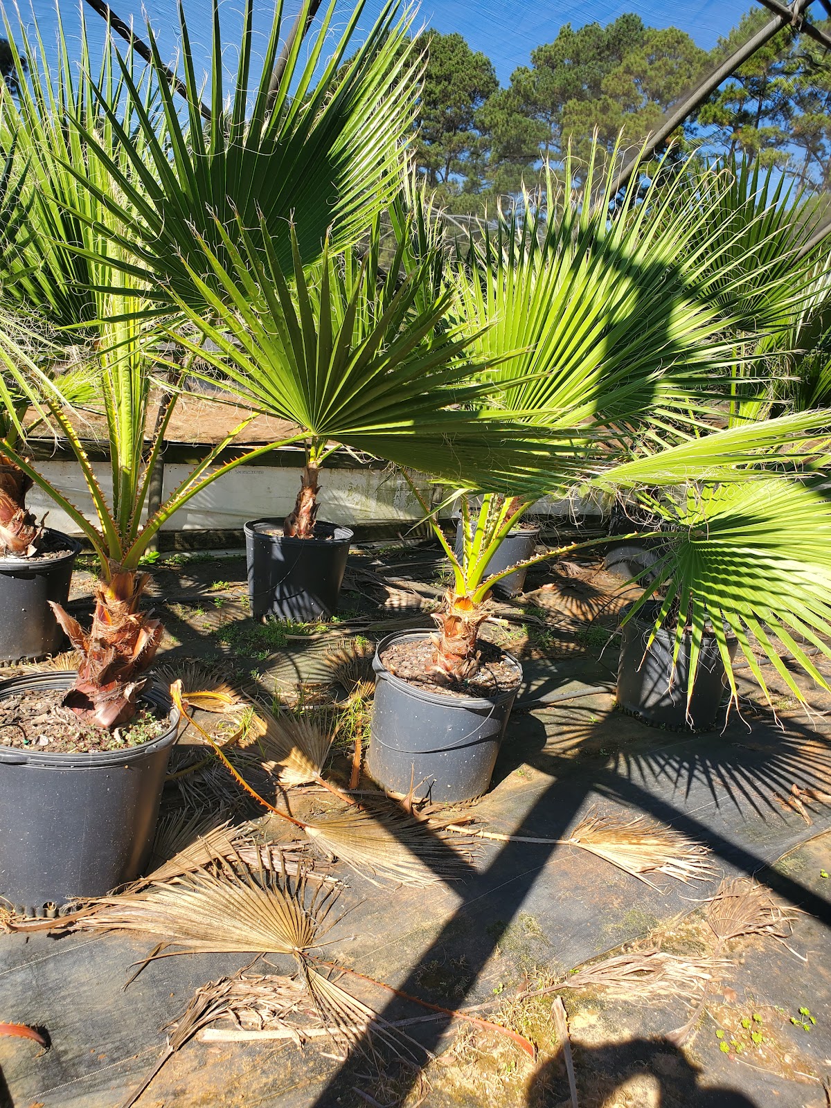 Texas Wholesale Nursery
