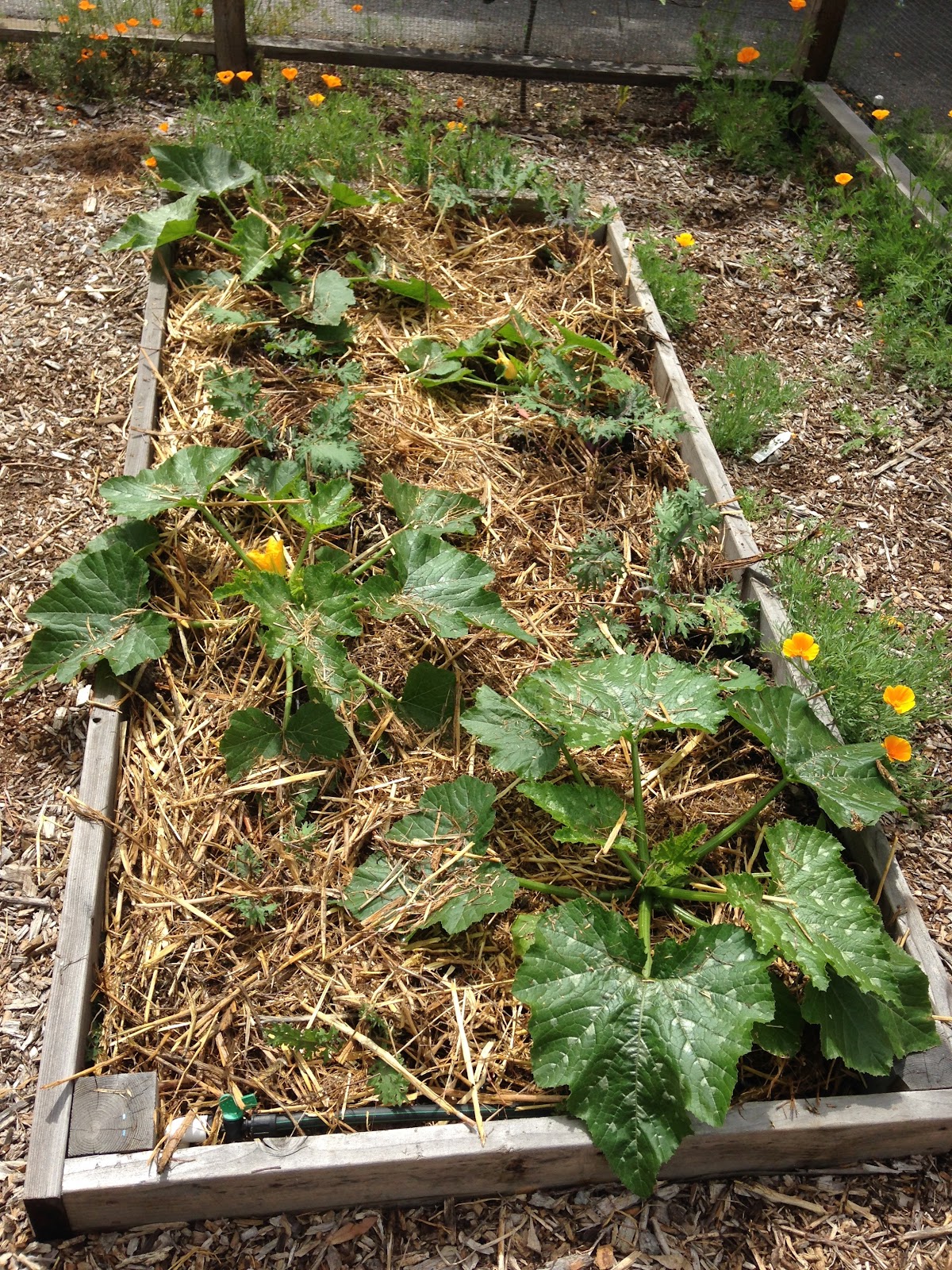 The Almost Eden Garden Project