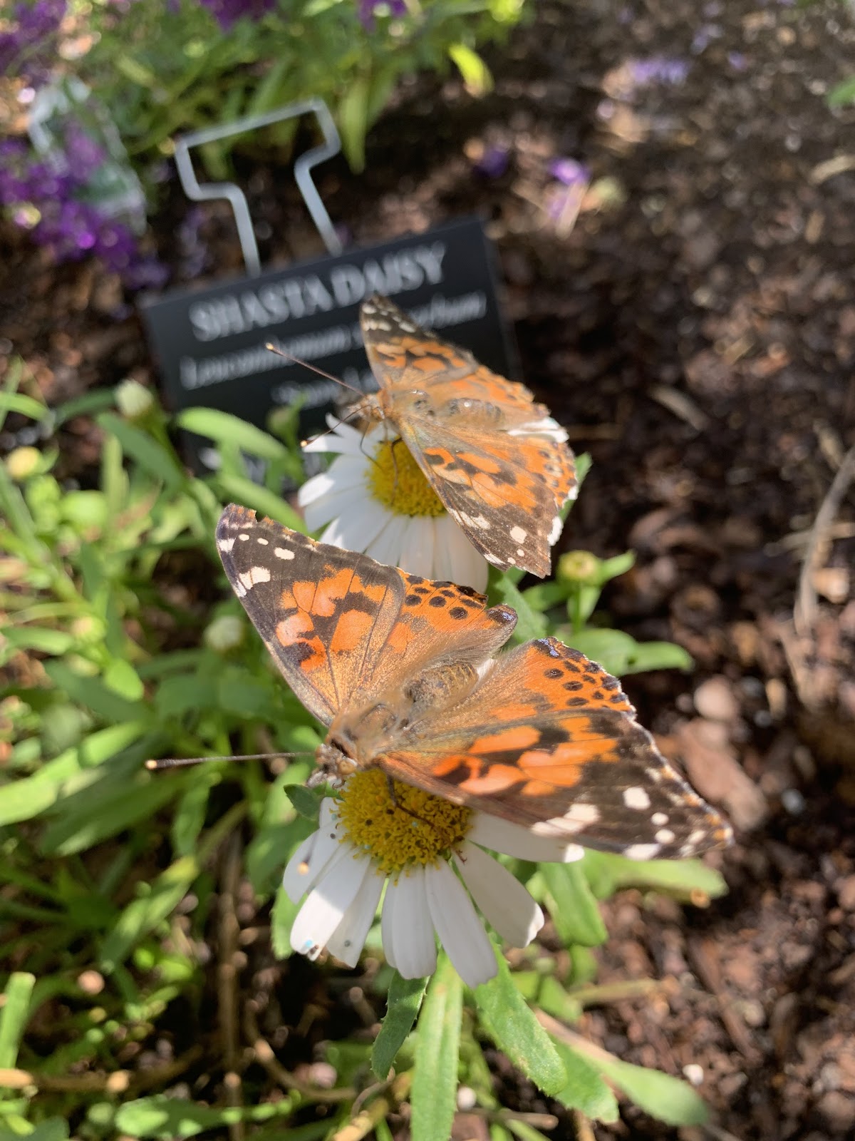 The Butterfly Greenhouse
