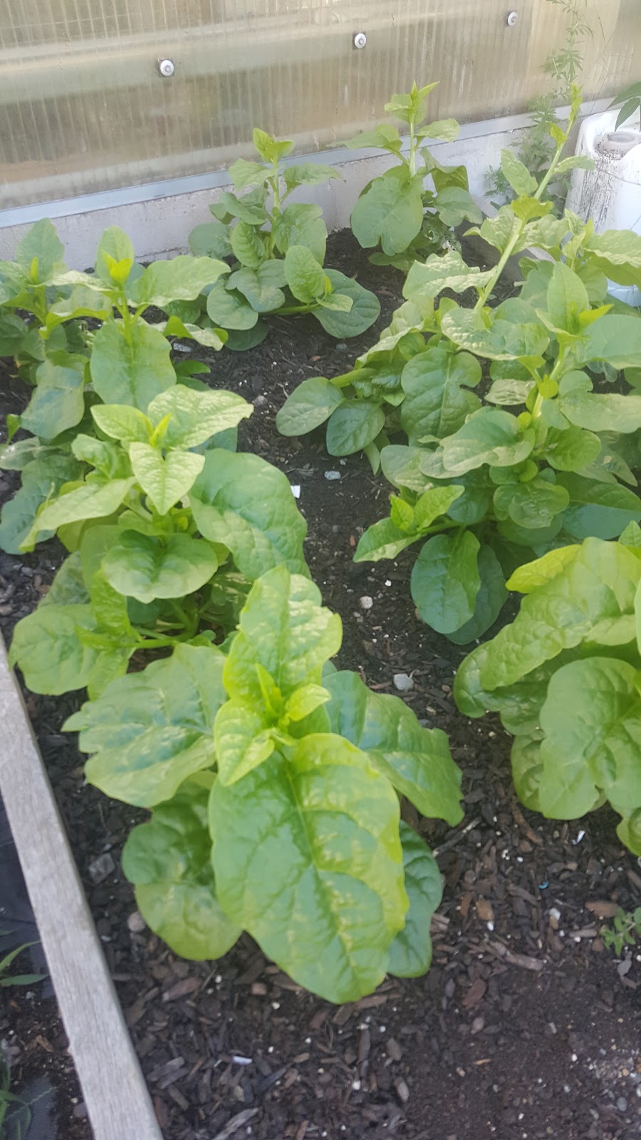 The Dudley Greenhouse