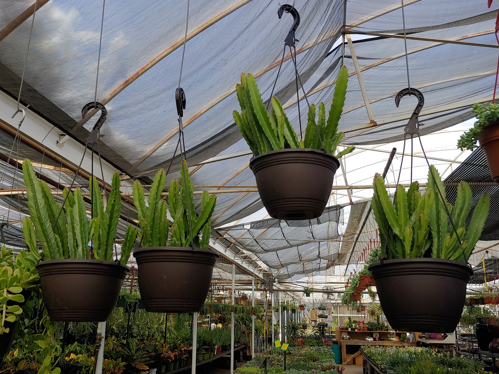 The Emerald Leaf Wholesale Greenhouse