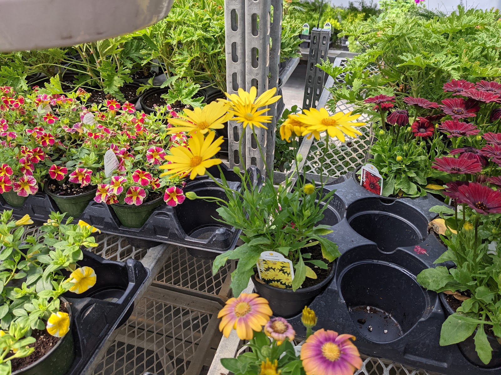 The Flower Garden Greenhouse & Nursery