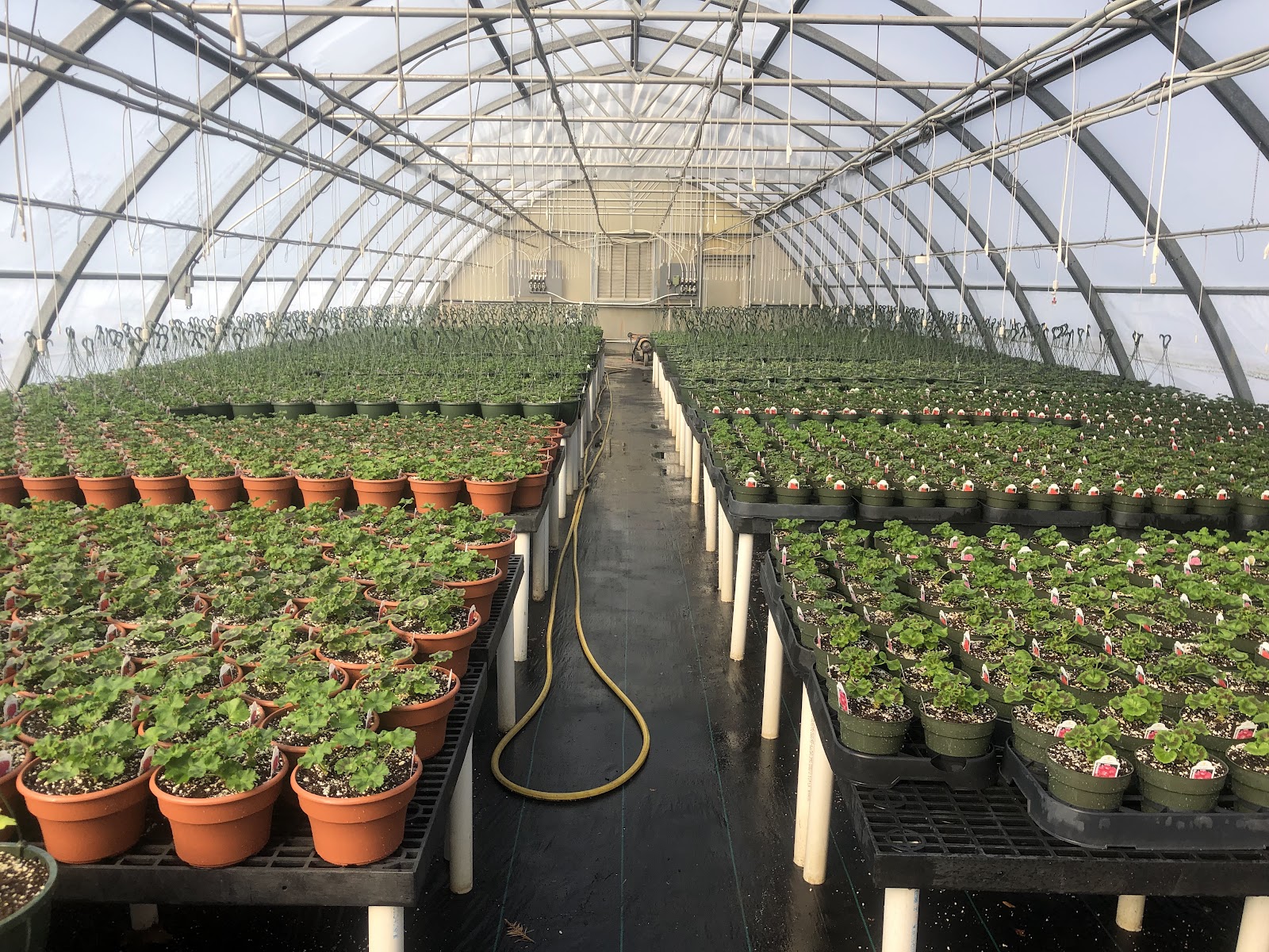The Garden