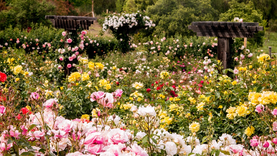 The Gardens at Heather Farm