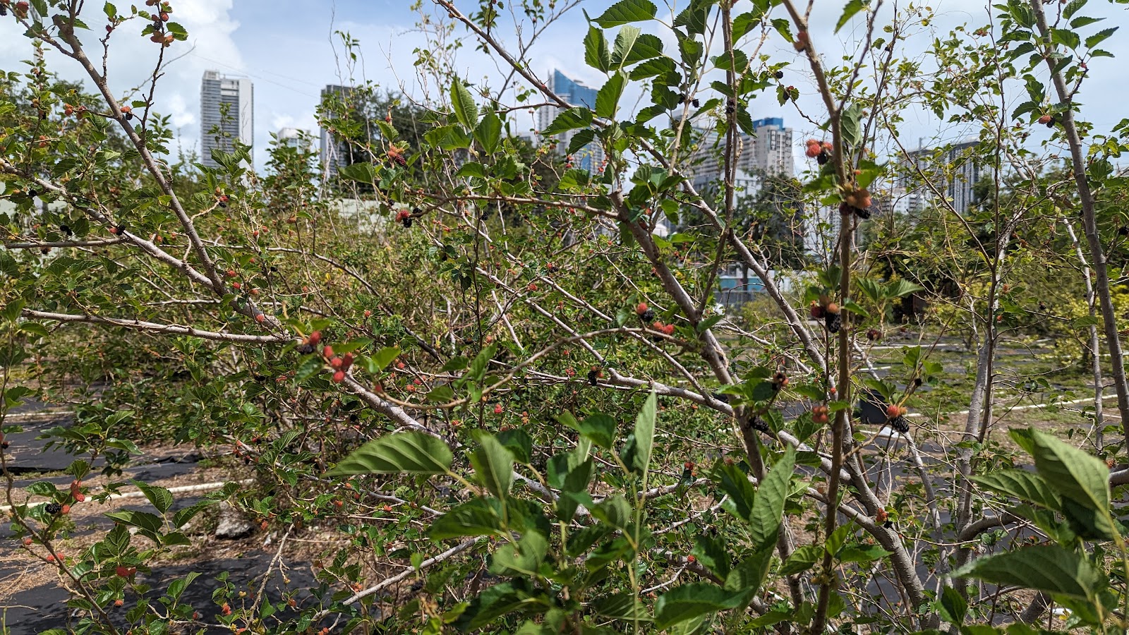 The Green Haven Project
