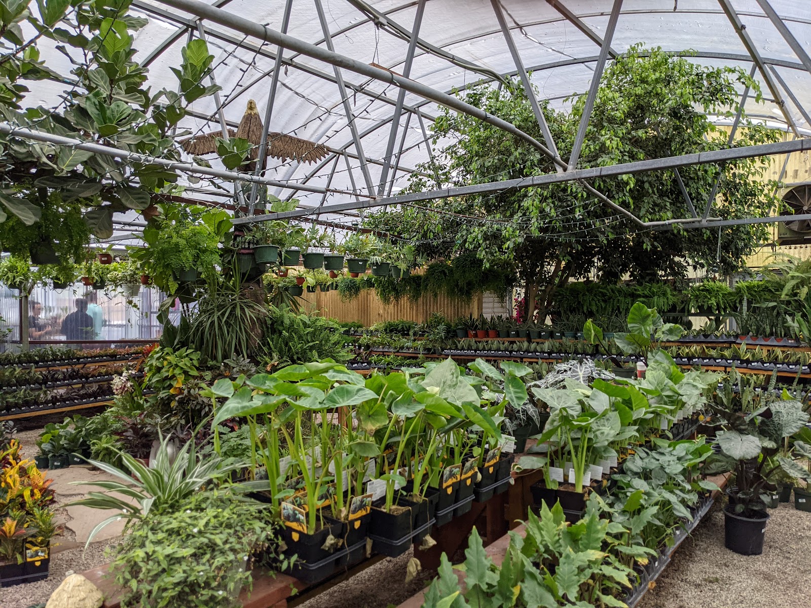 The Green House