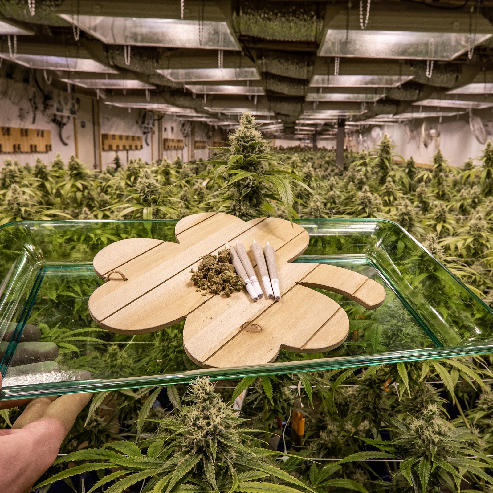 The Green Solution