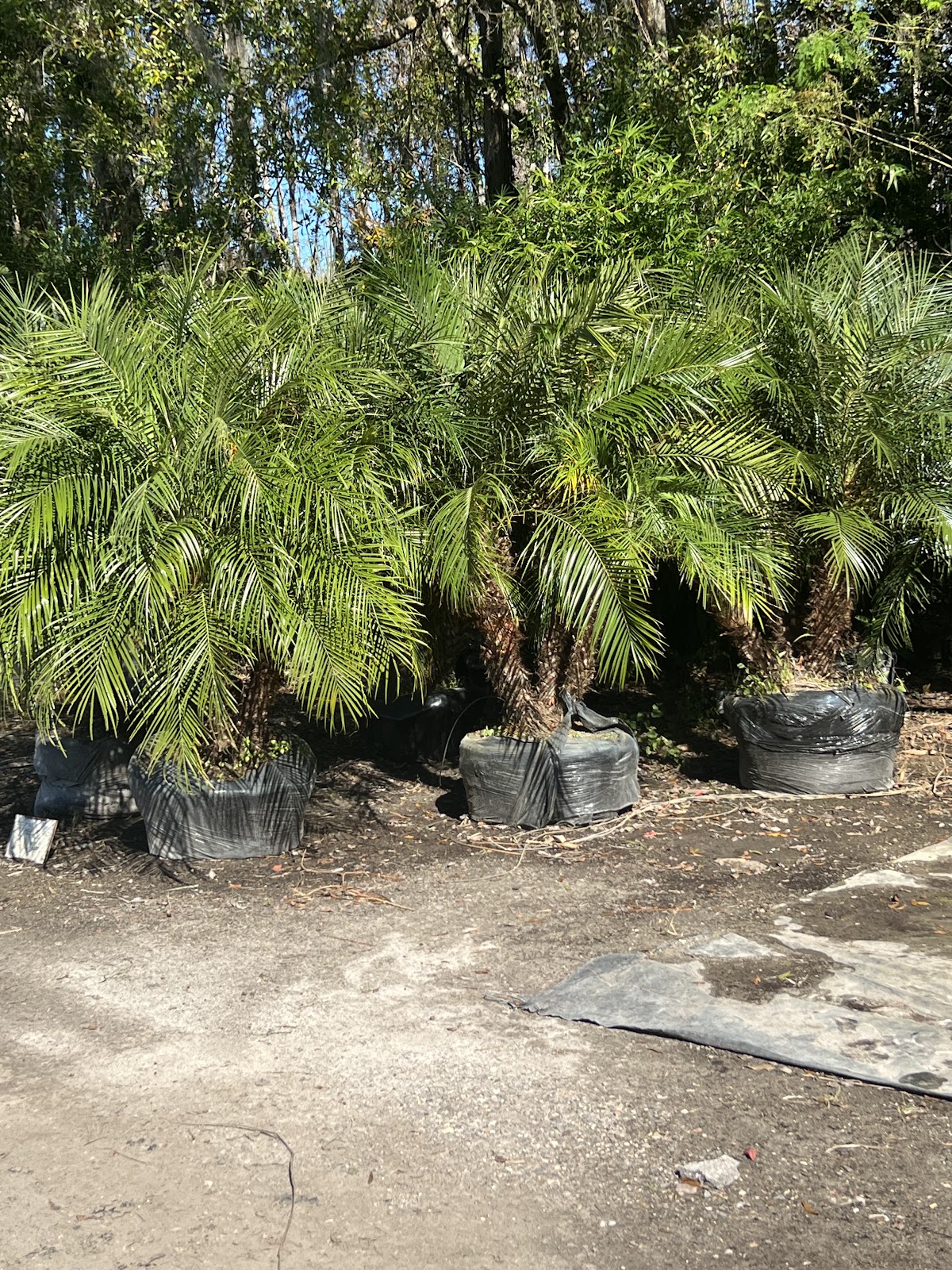 The Greenery of Tampa Bay