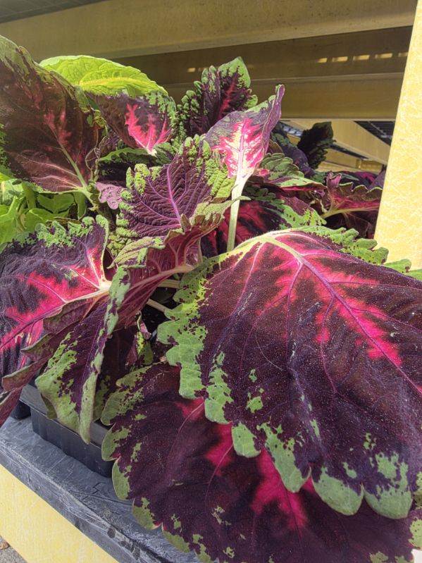 The Hanover Plant Farm Garden Center and Nursery