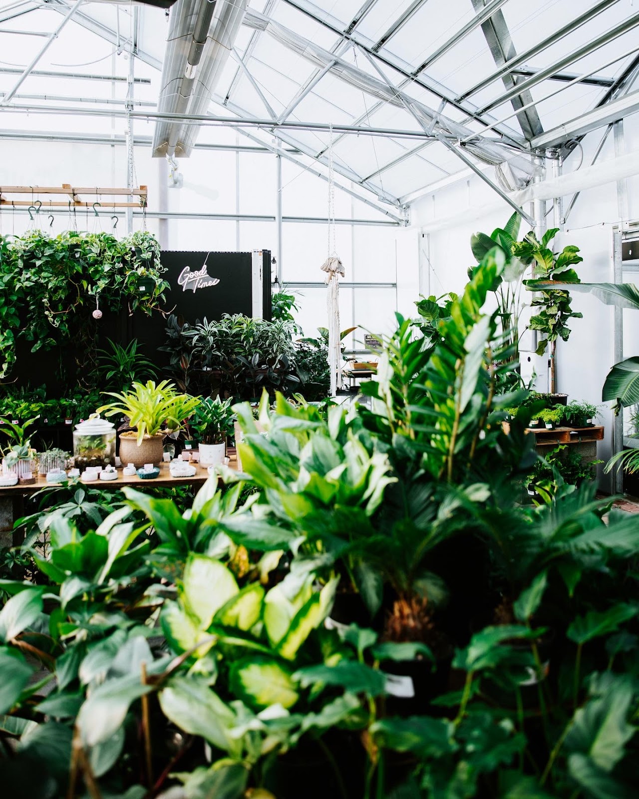 The Houseplant Hub