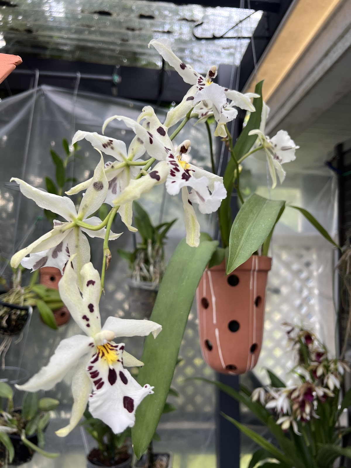 The Orchid Den