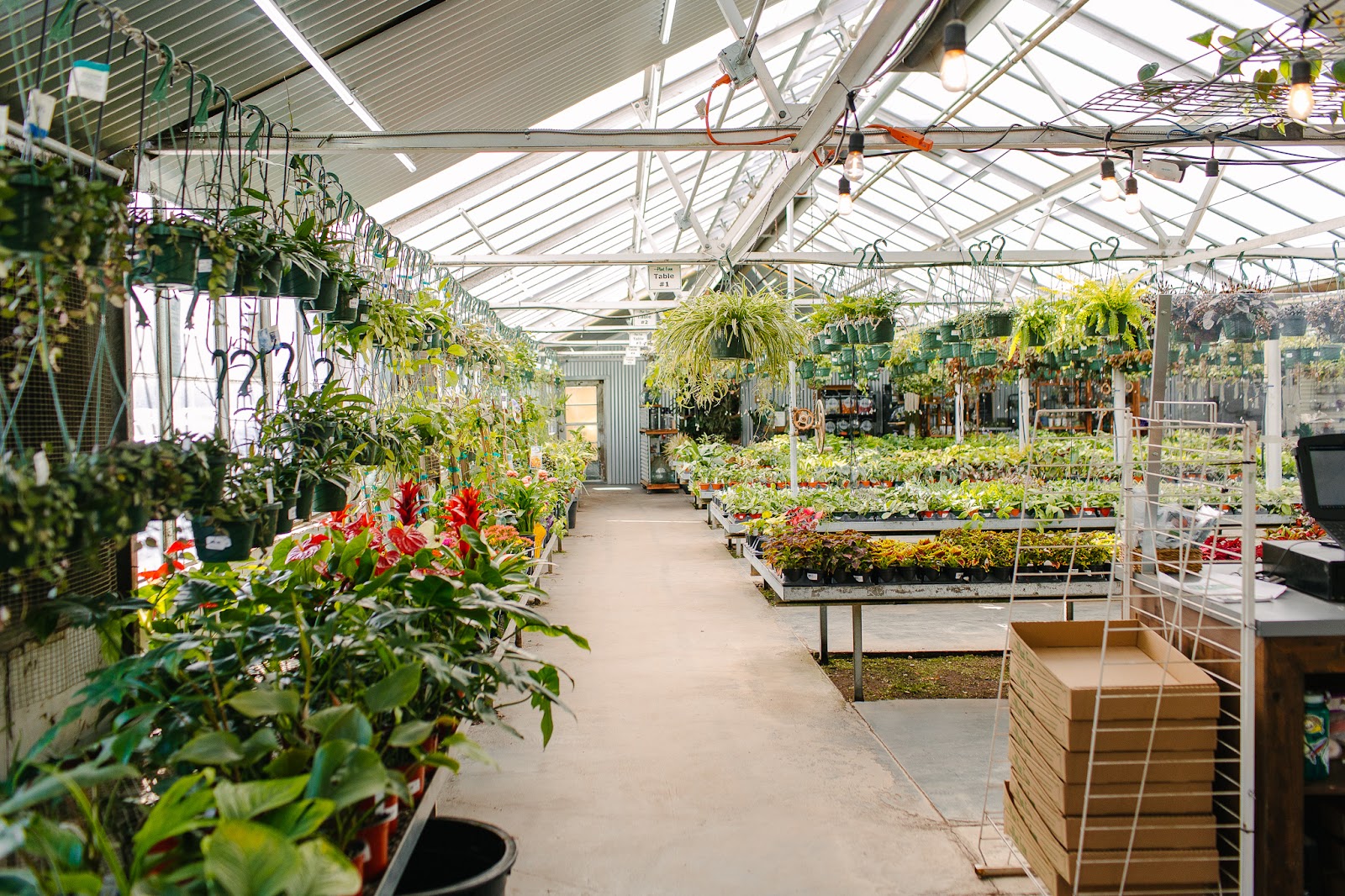 The Plant Farm
