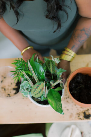 The Plant Project