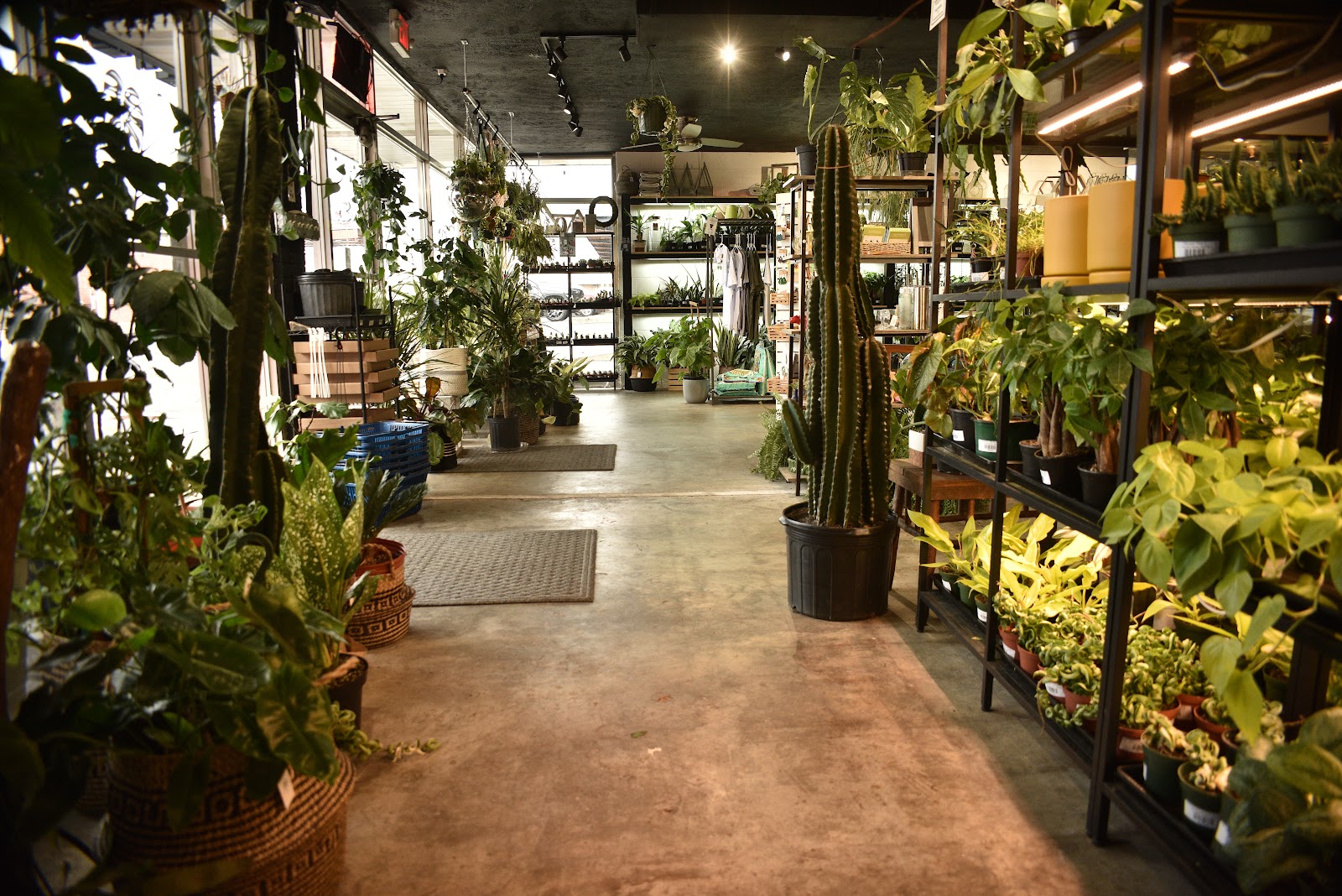 The Plant Room