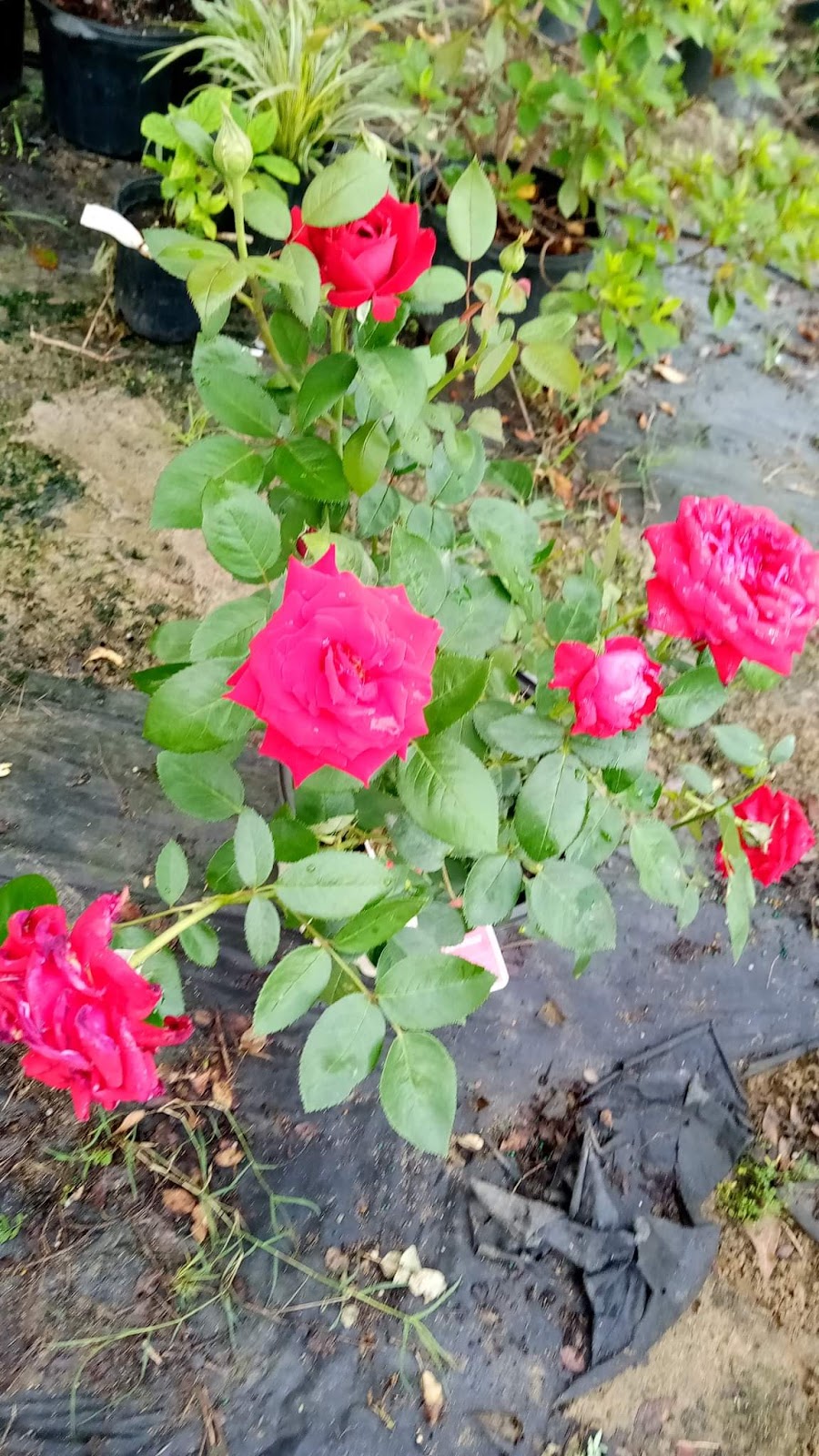 They green house Garden