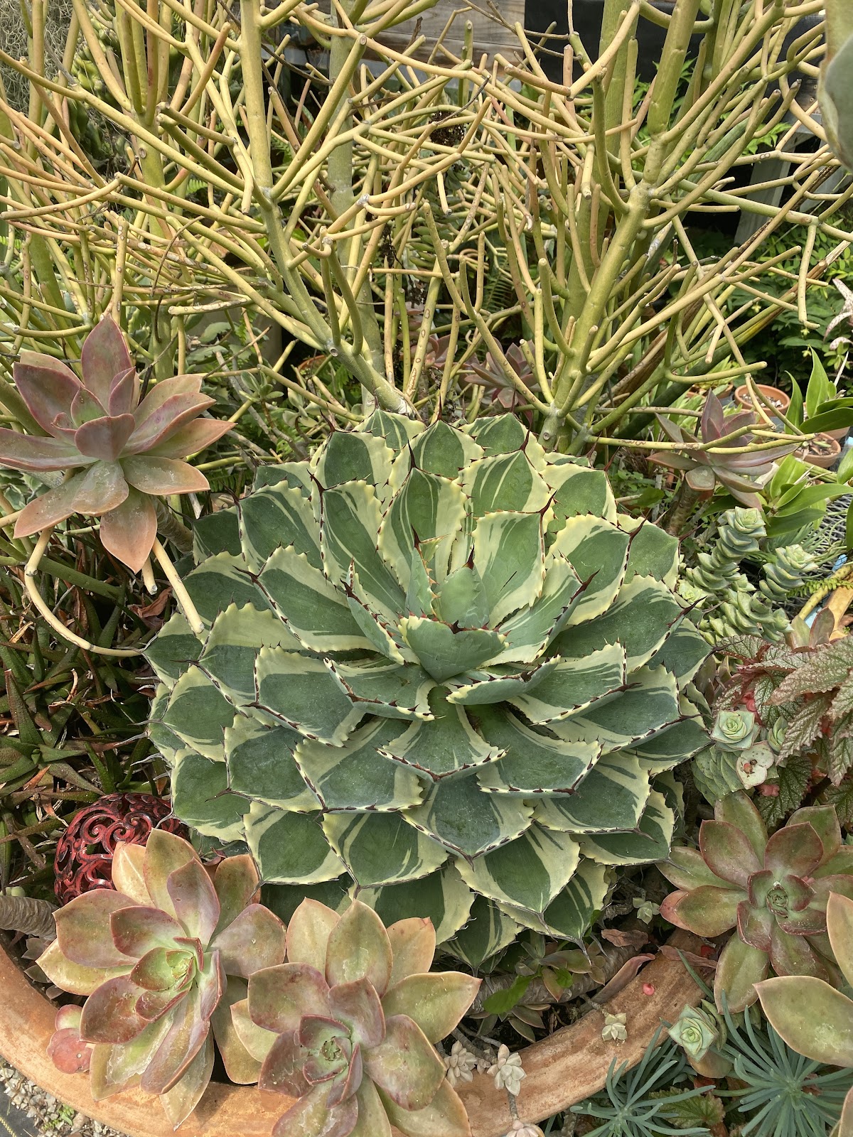 Thienemans Greenhouse