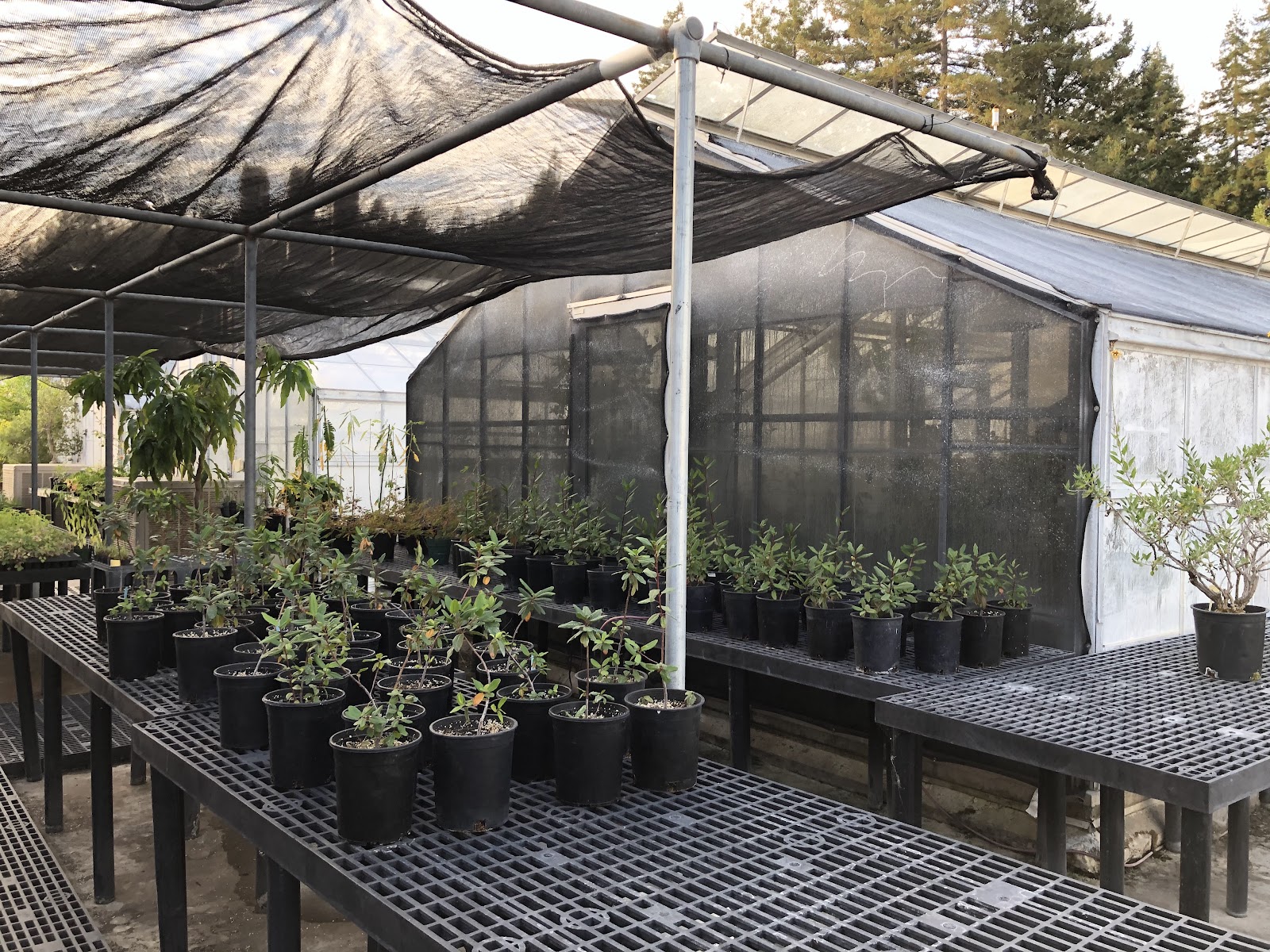 Thimann Greenhouse