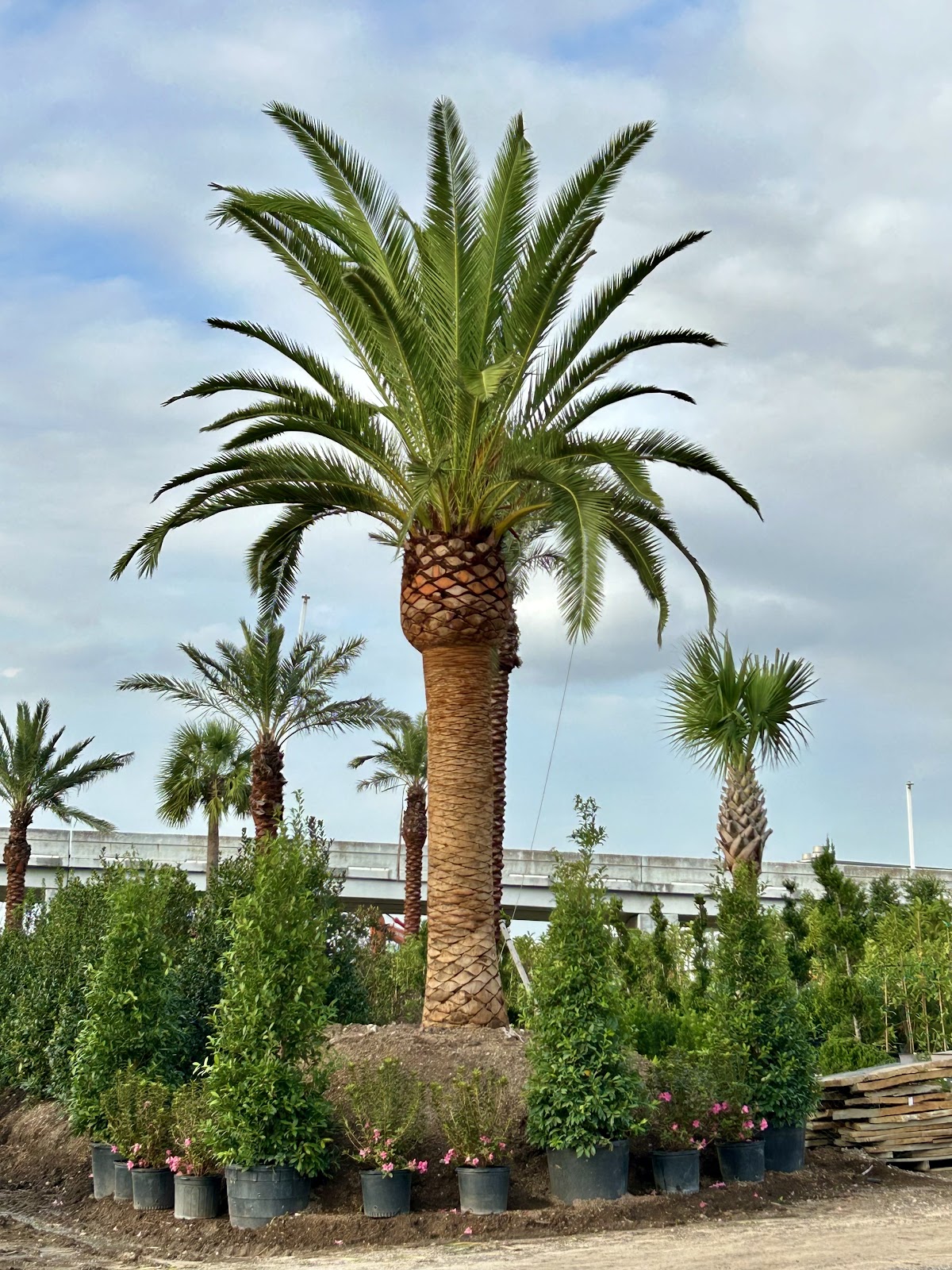 Three Sisters Nursery