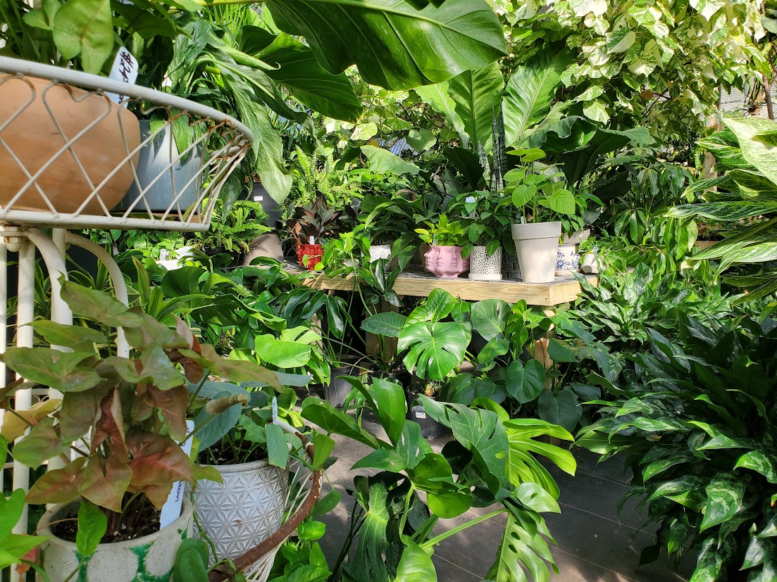 Tillery Street Plant Co.