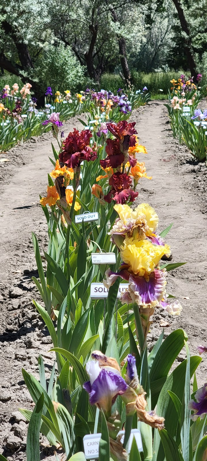 Tina and Daughters Iris Garden