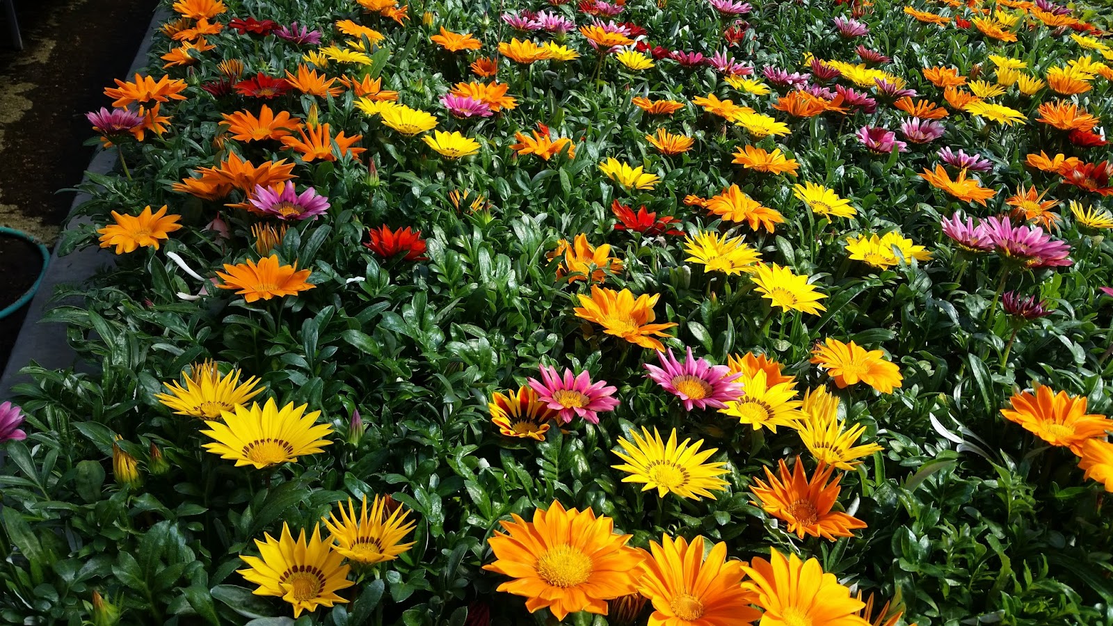 Tom DeSanto Greenhouses Wholesale Only