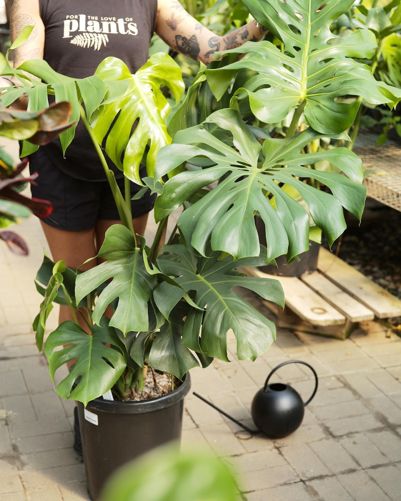 Tonkadale Greenhouse