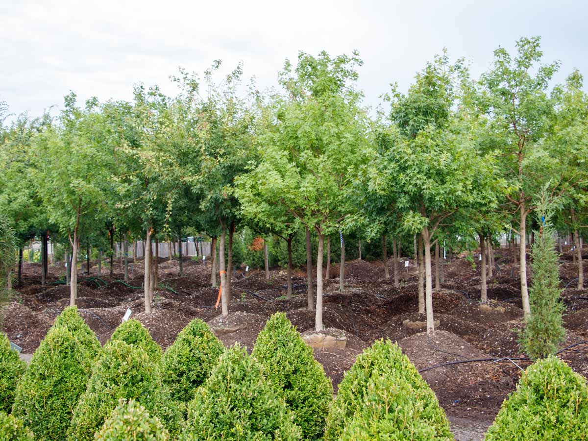 Tree Top Nursery & Landscape Inc.