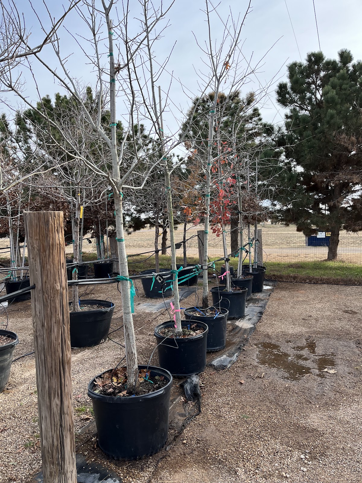 Tree World Nursery And Landscaping