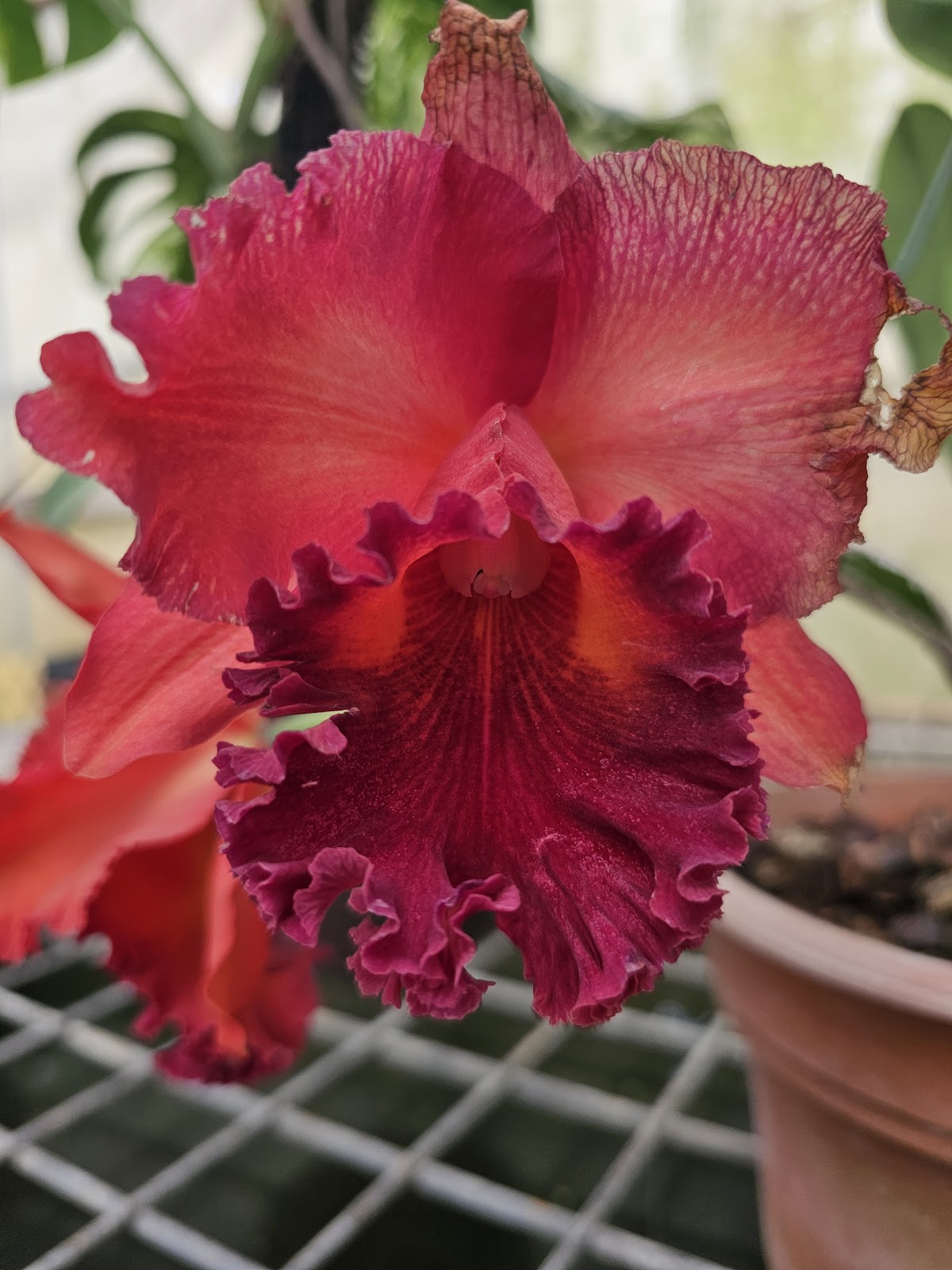 Tropical Paradise Nursery