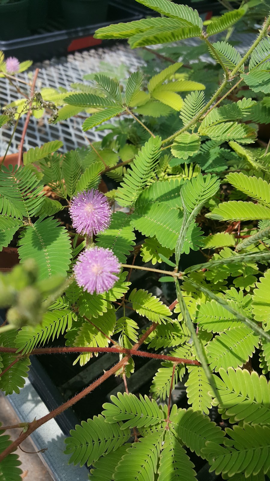 Tucker Hall Greenhouse