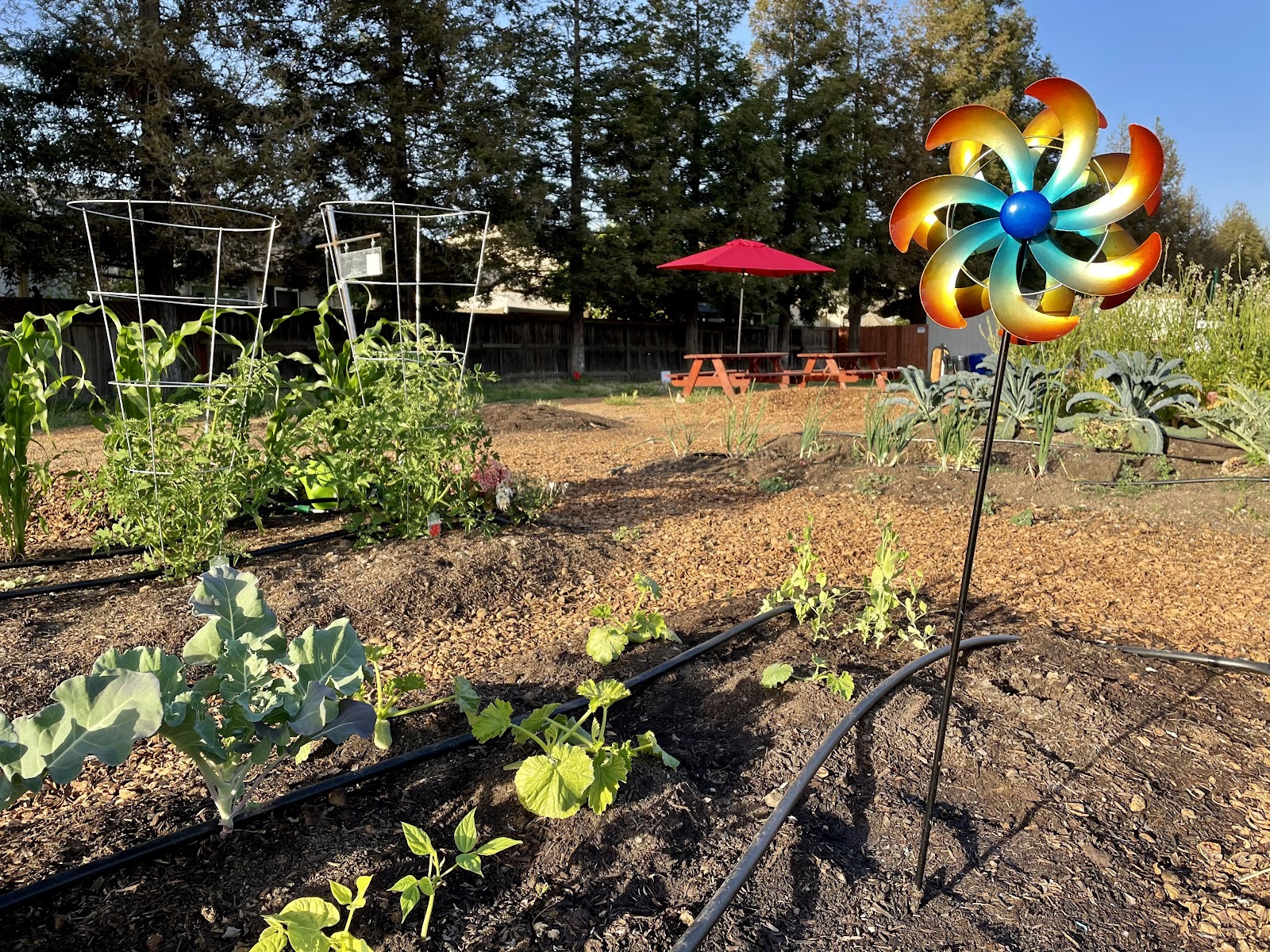 Turlock Community Gardens