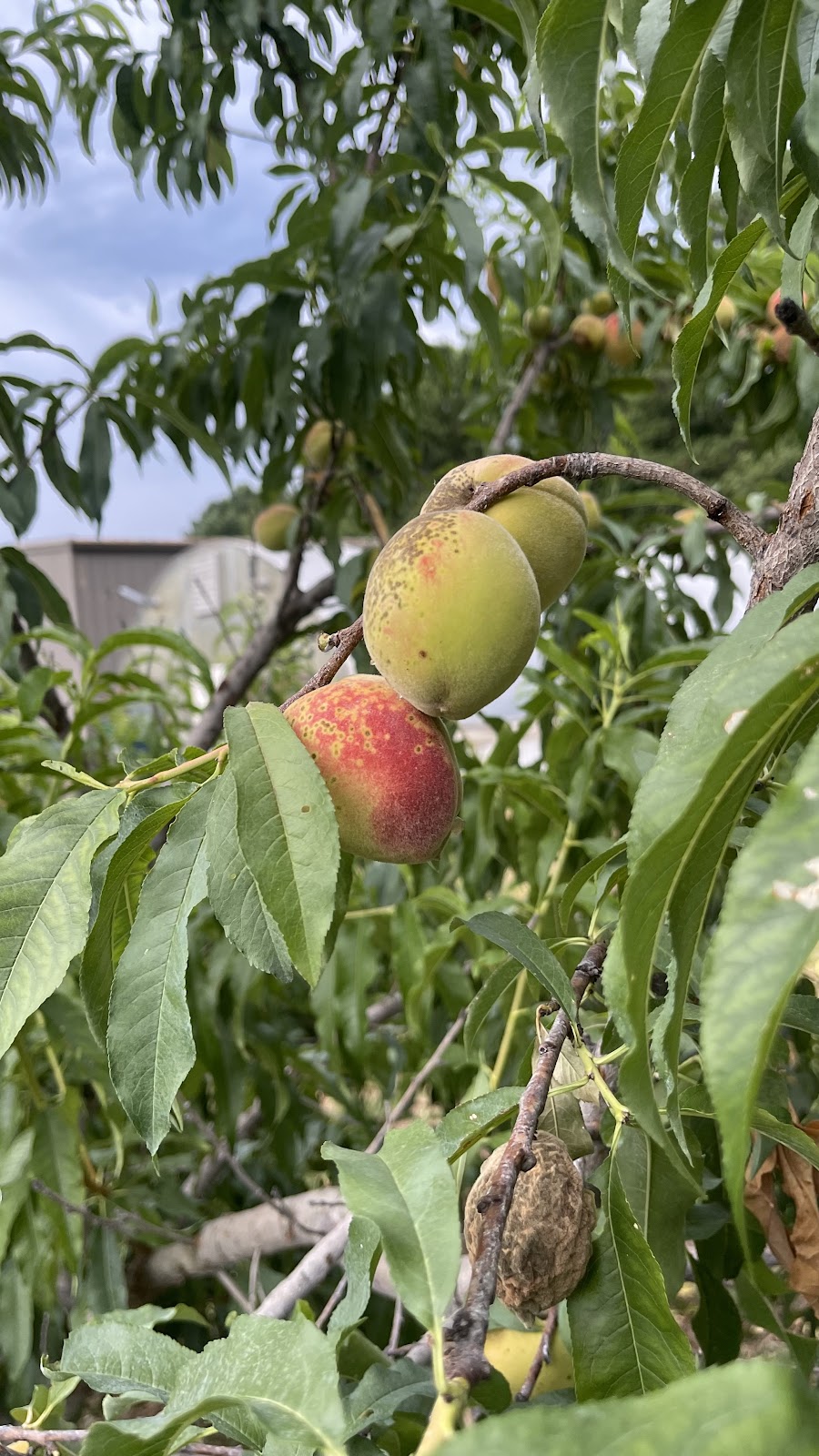 UAH Community Garden