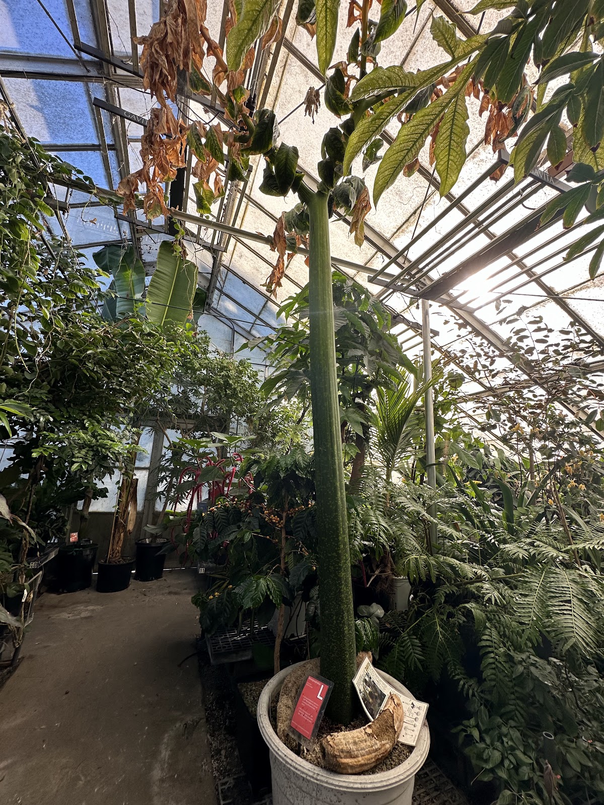 UC Davis Botanical Conservatory