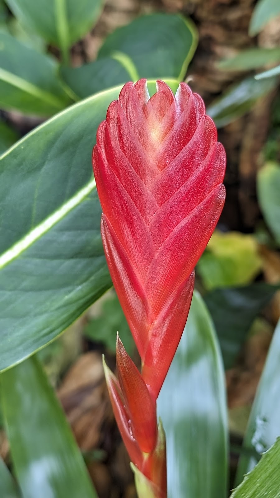 University of Illinois Conservatory and Plant Collection