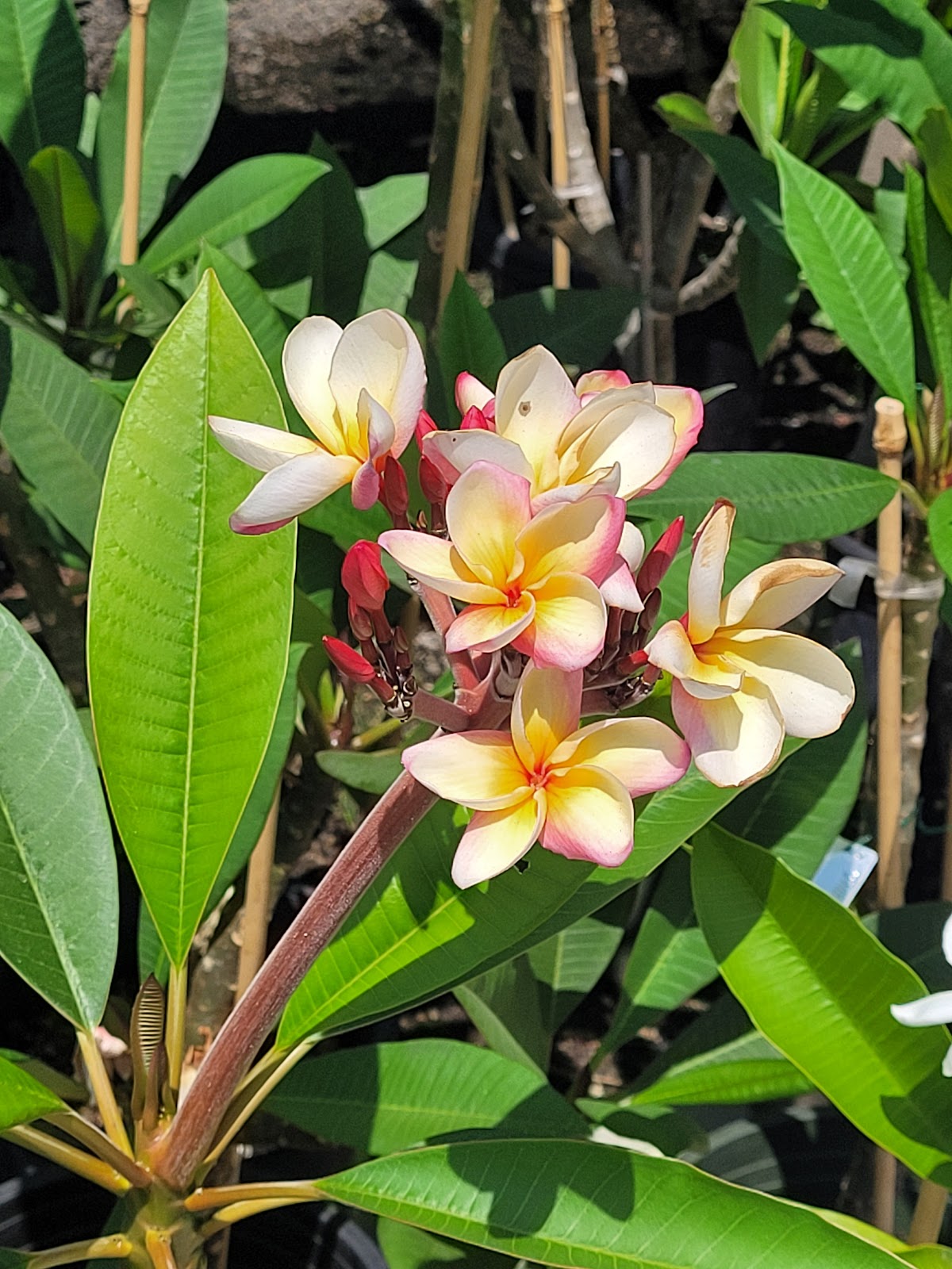 Upland Nursery
